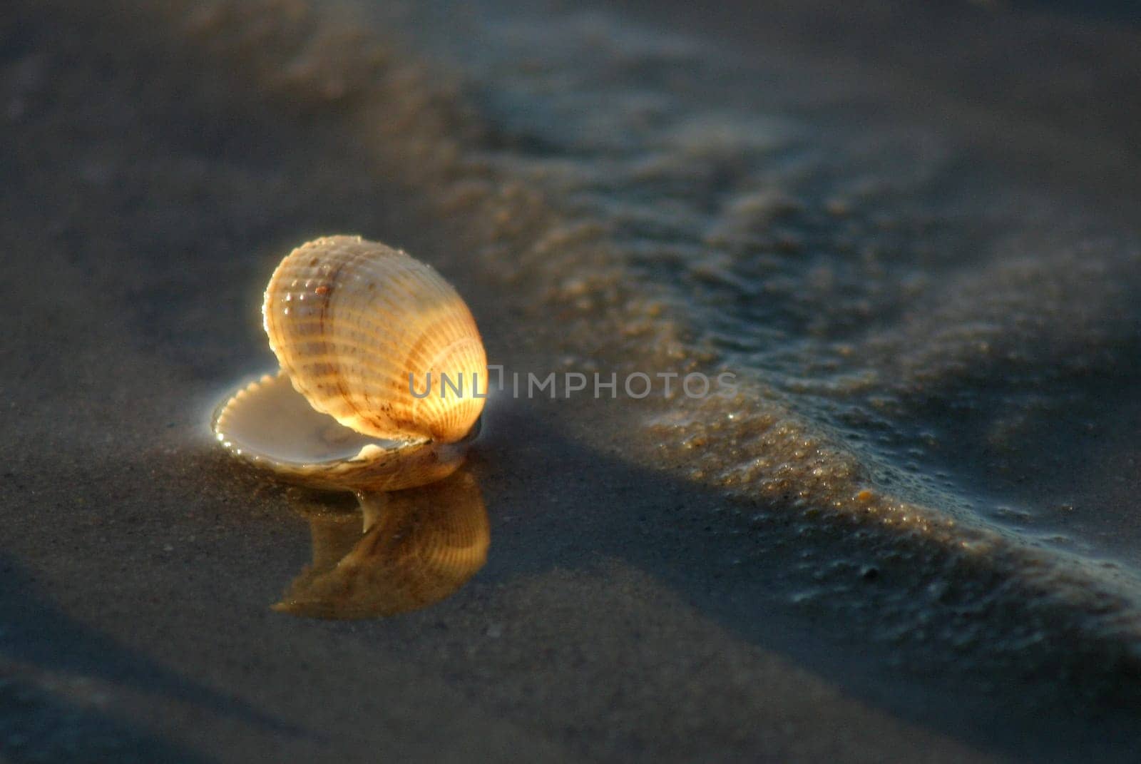 In the last evening light