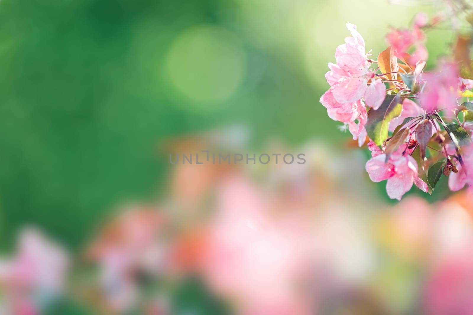 Beautiful background with blossoming branch of pink cherry tree. Close-up