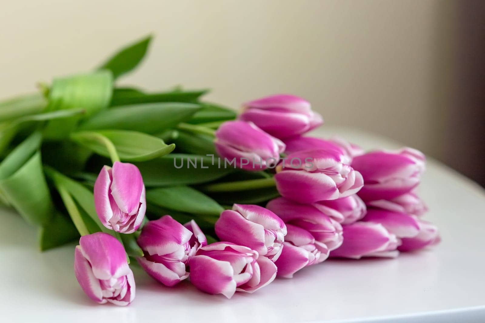 A big bouquet of beautiful pink tulips lies on a white table in daylight. copy space.