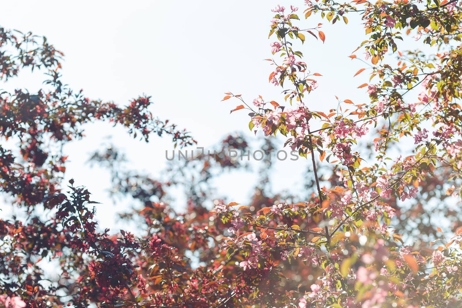 flowering branches of pink cherry in the garden against the sky. Close-up. copy space