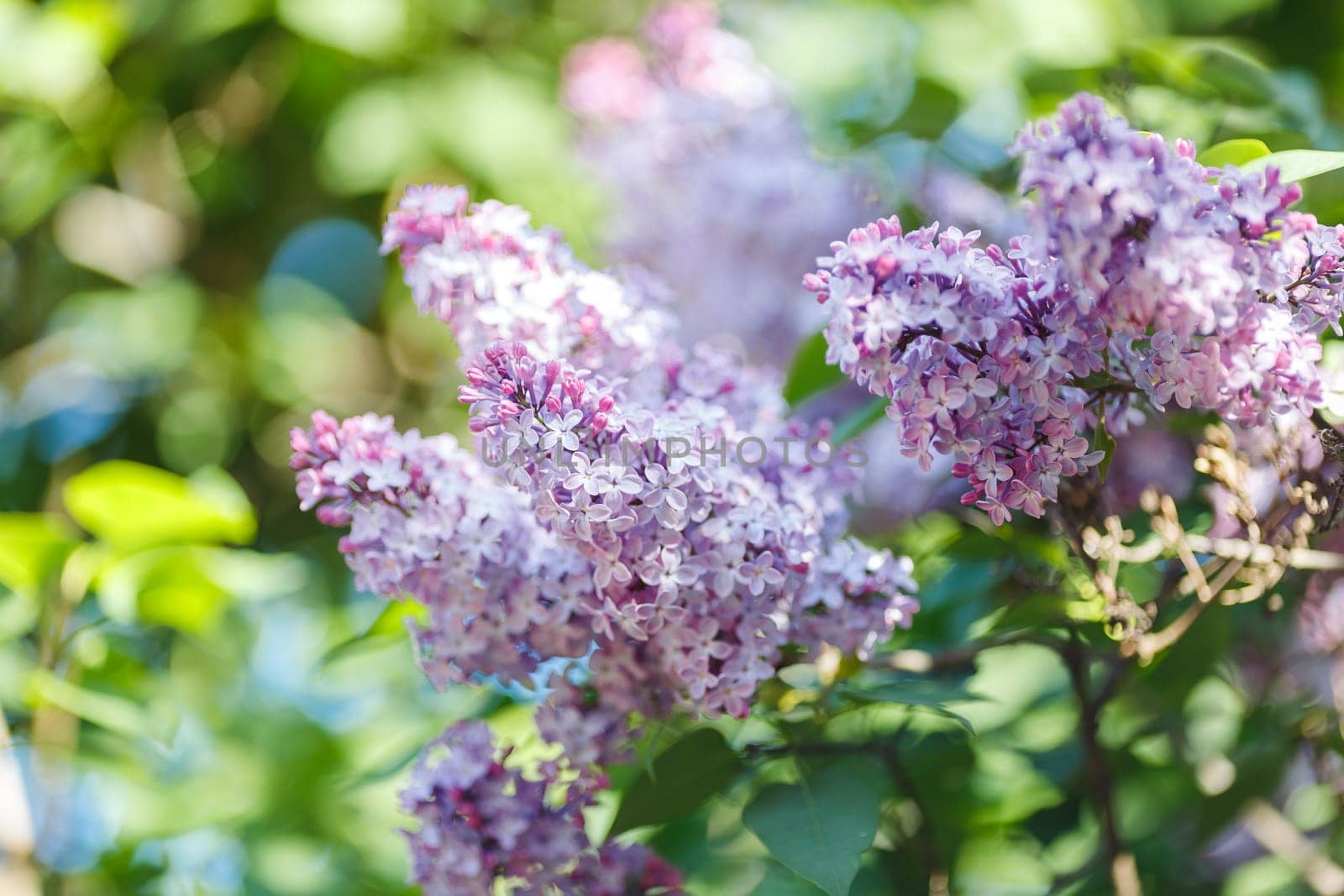Beautiful purple lilac, in the summer garden in daylight . Close up. Copy space