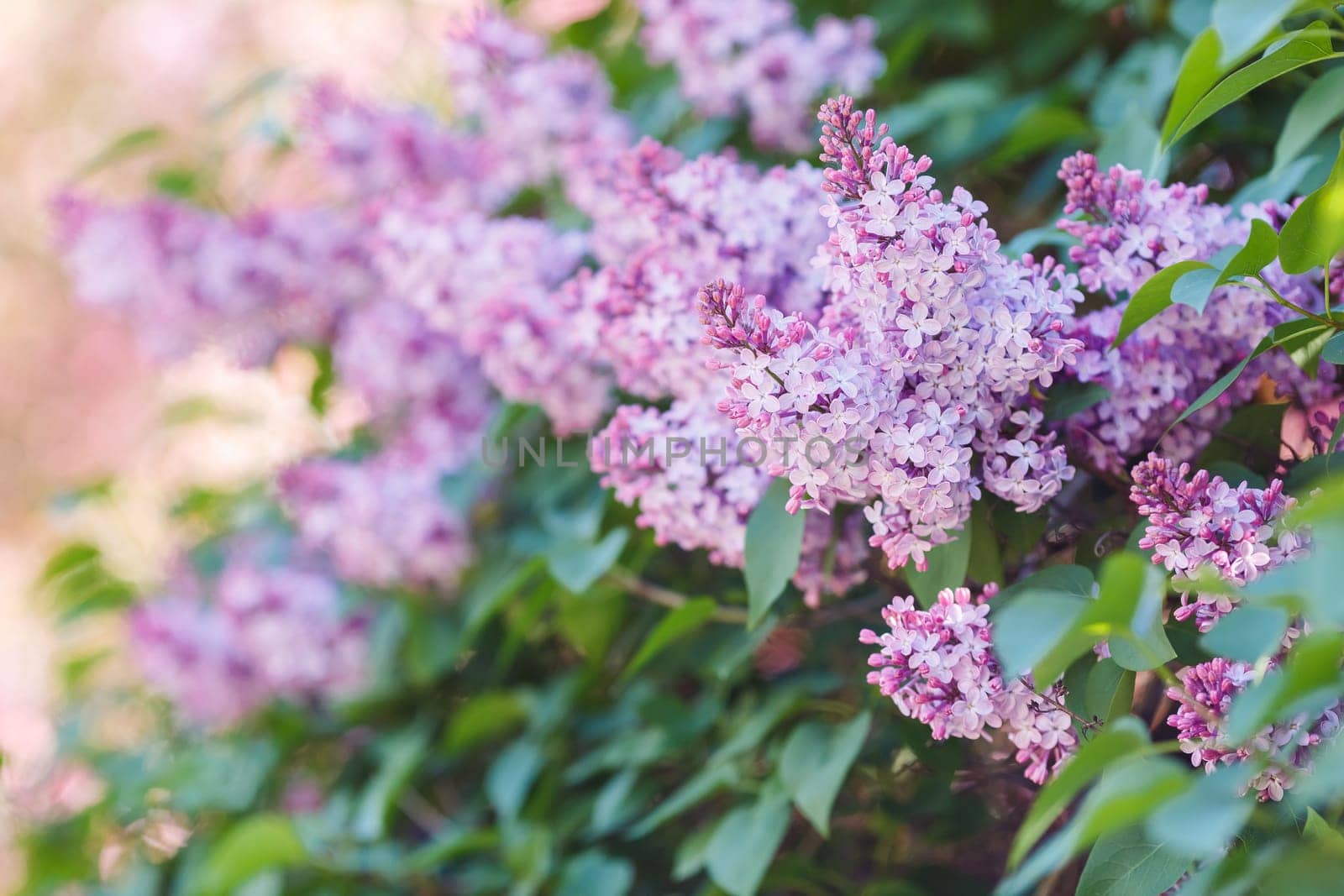 Close up of purple lilac, in the summer garden in daylight . Copy space