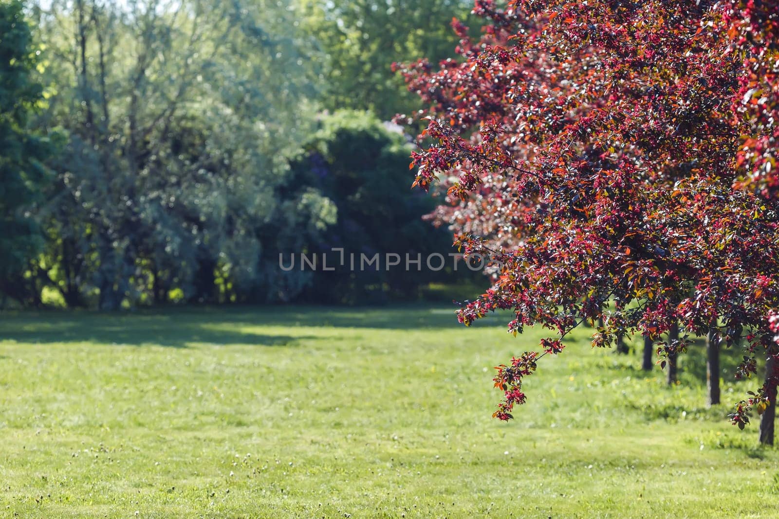 A green lawn in sunlight and a row of red blossoming cherry trees. Copy space