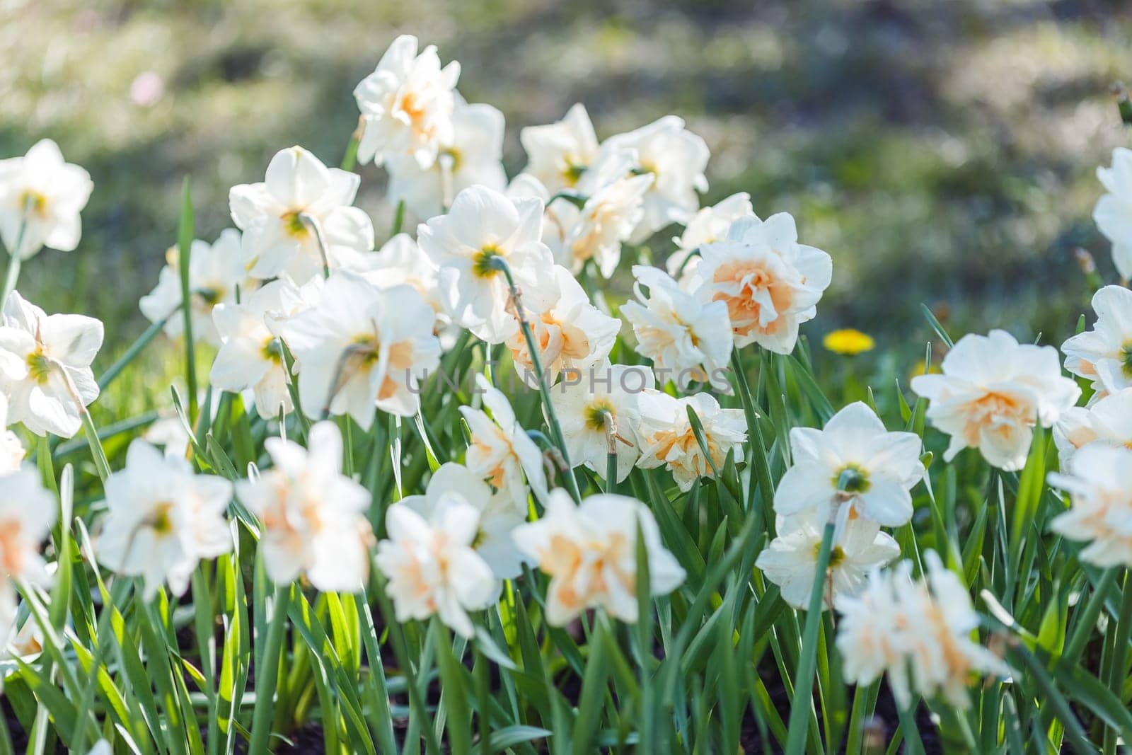 Beautiful white daffodils growing in a flower bed on a sunny day. Close up. Copy space