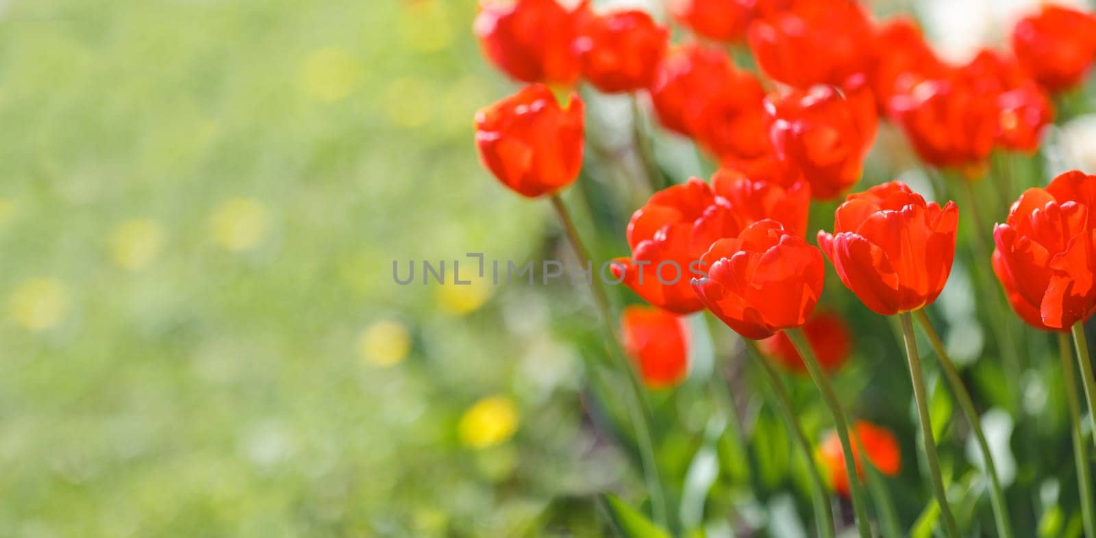 Beautiful red tulips growing in a flower bed, in the spring on a sunny day. Wide banner. Close up