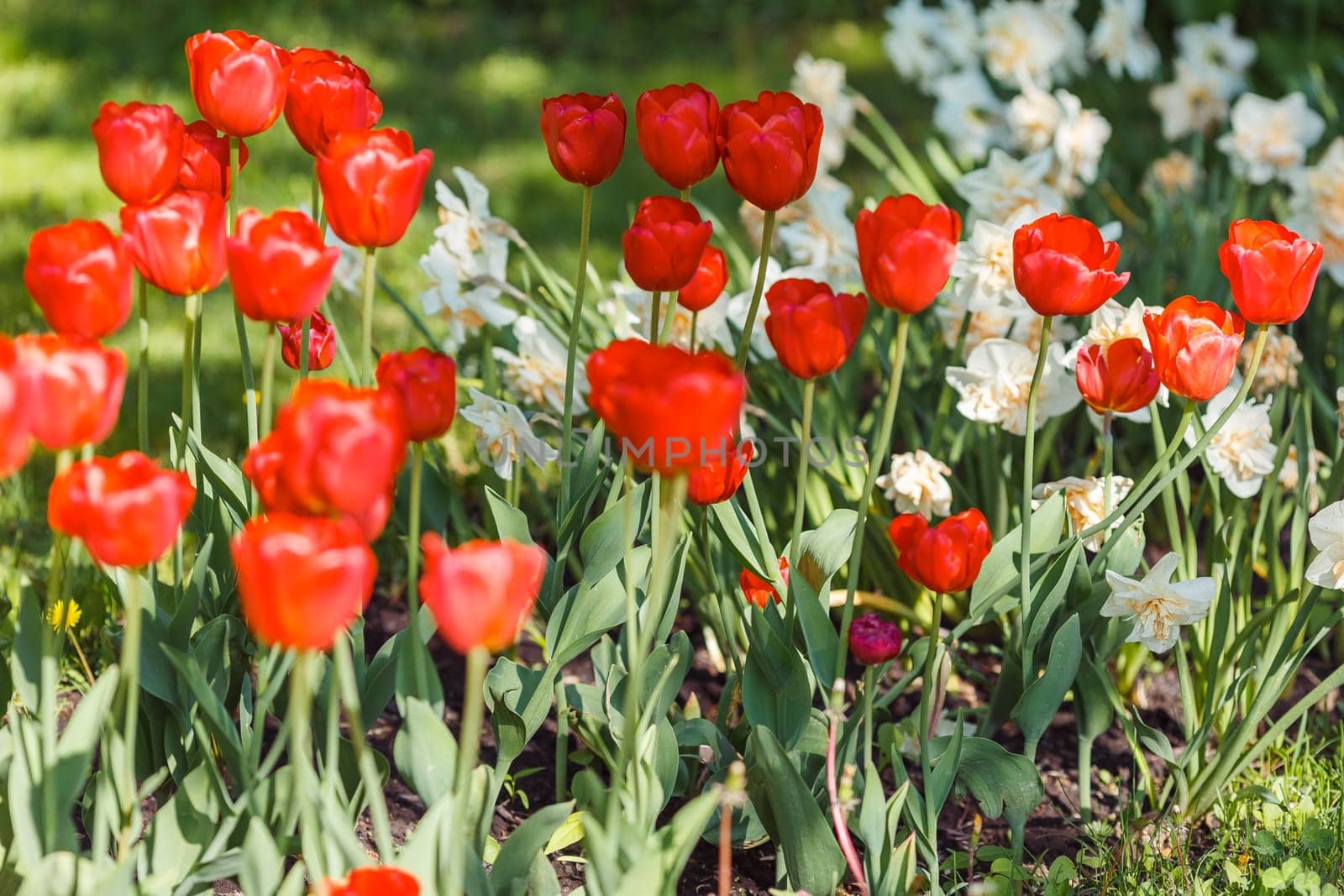Flowerbed with open red and white daffodils in the park, on a sunny day. Close up. copy space