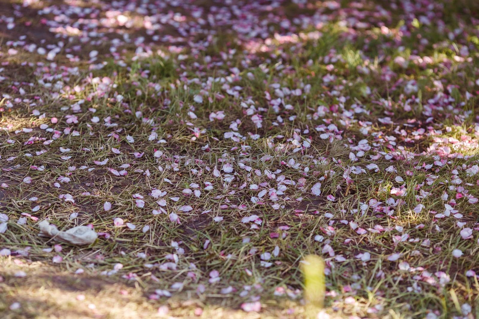 Pink cherry blossom petals lie on the ground.