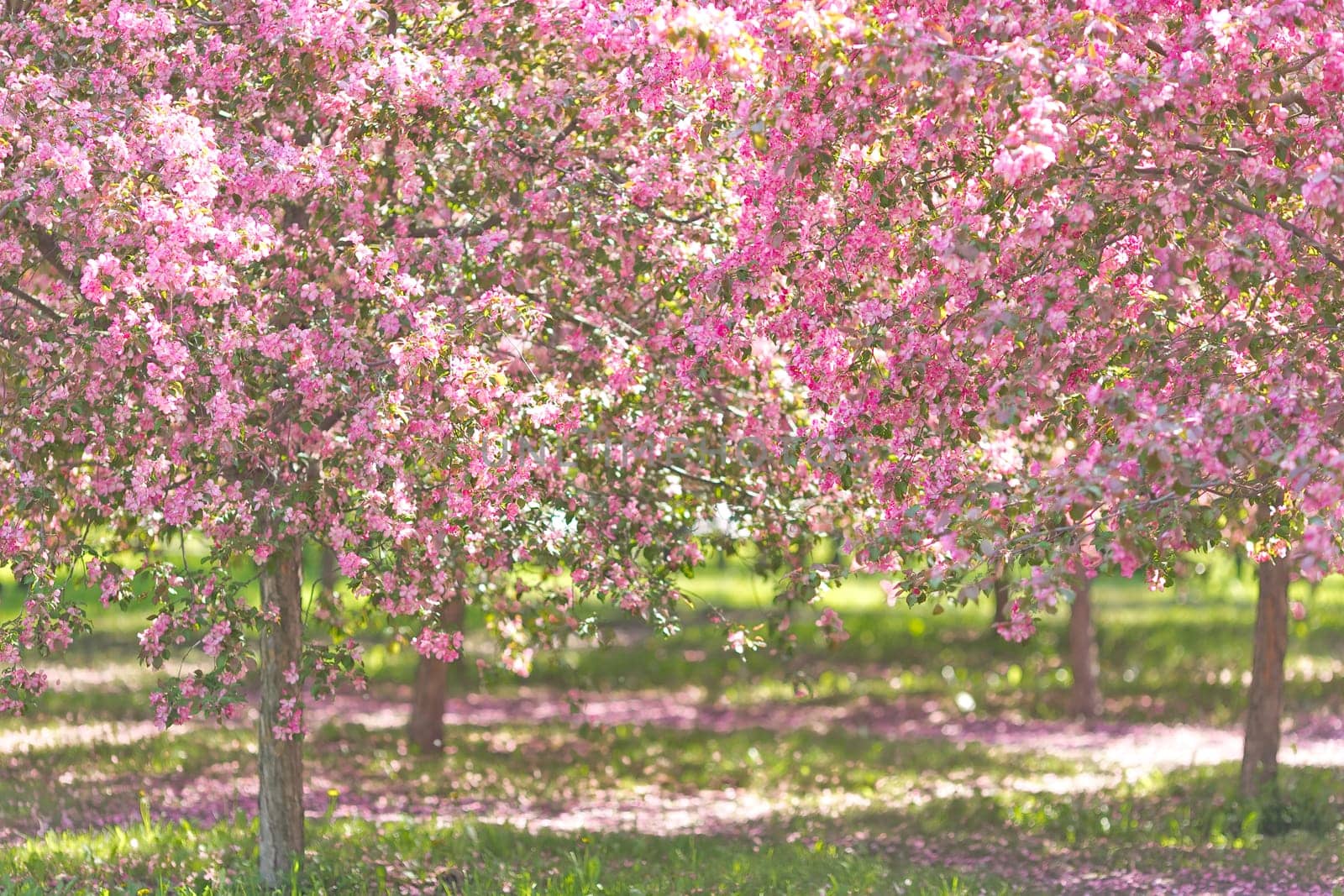 Beautiful garden of pink cherry blossom trees, in the sunlight.