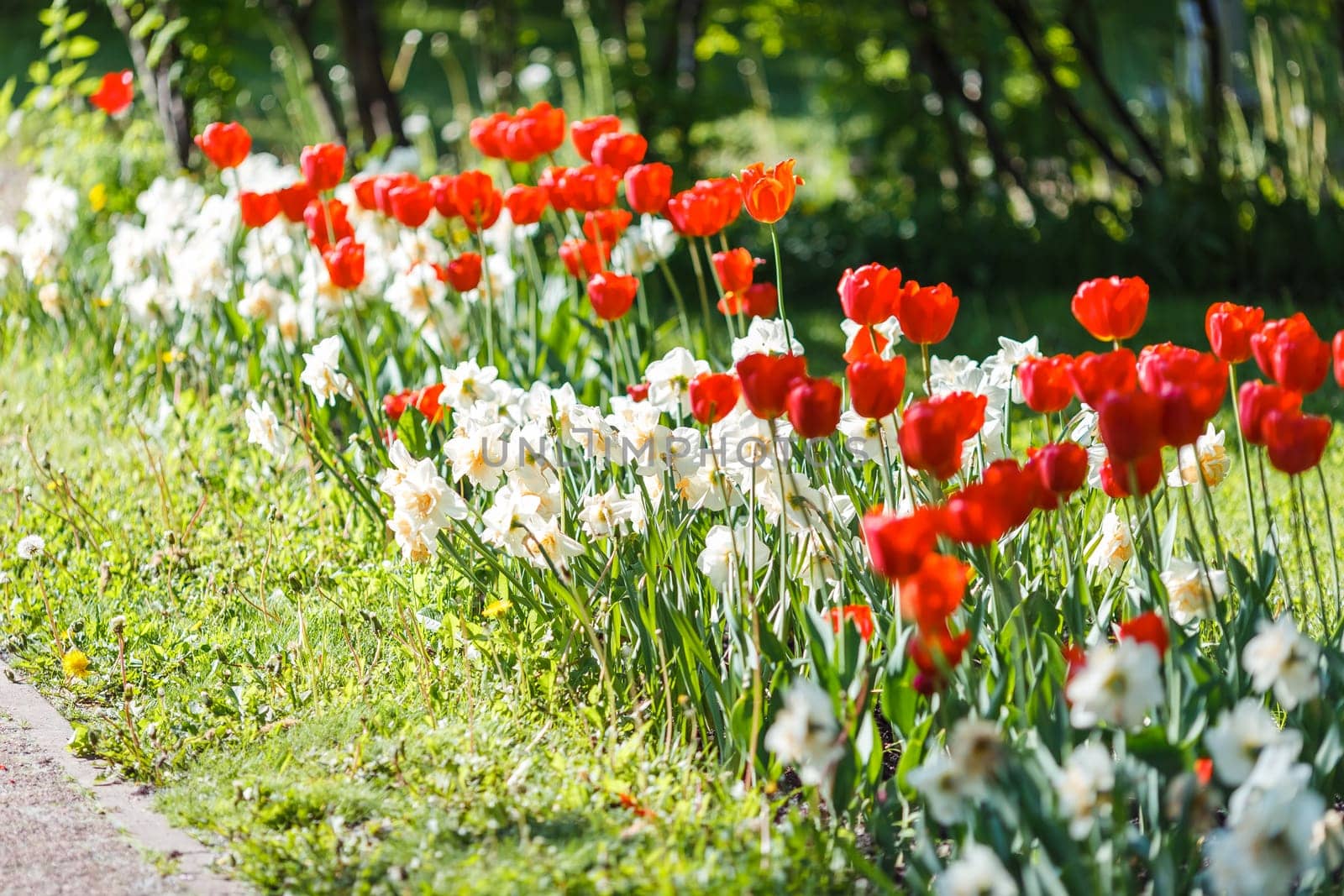 Flower bed with opened red tulips and white daffodils, in spring on a sunny day. Close up. copy space