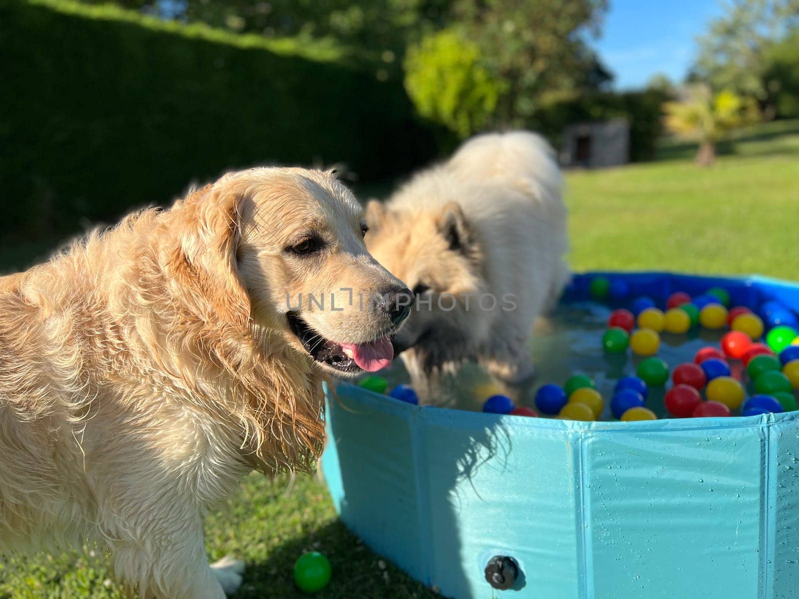 The labrador et eurasier playing in a pool with balls in a garden