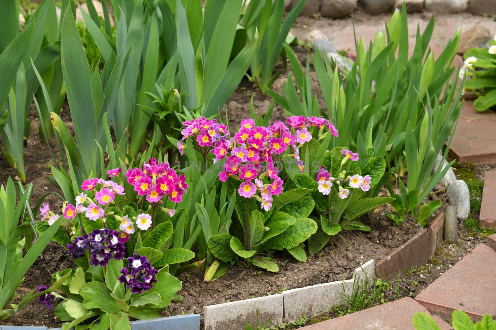 Primula vulgaris - an early spring flower, primrose