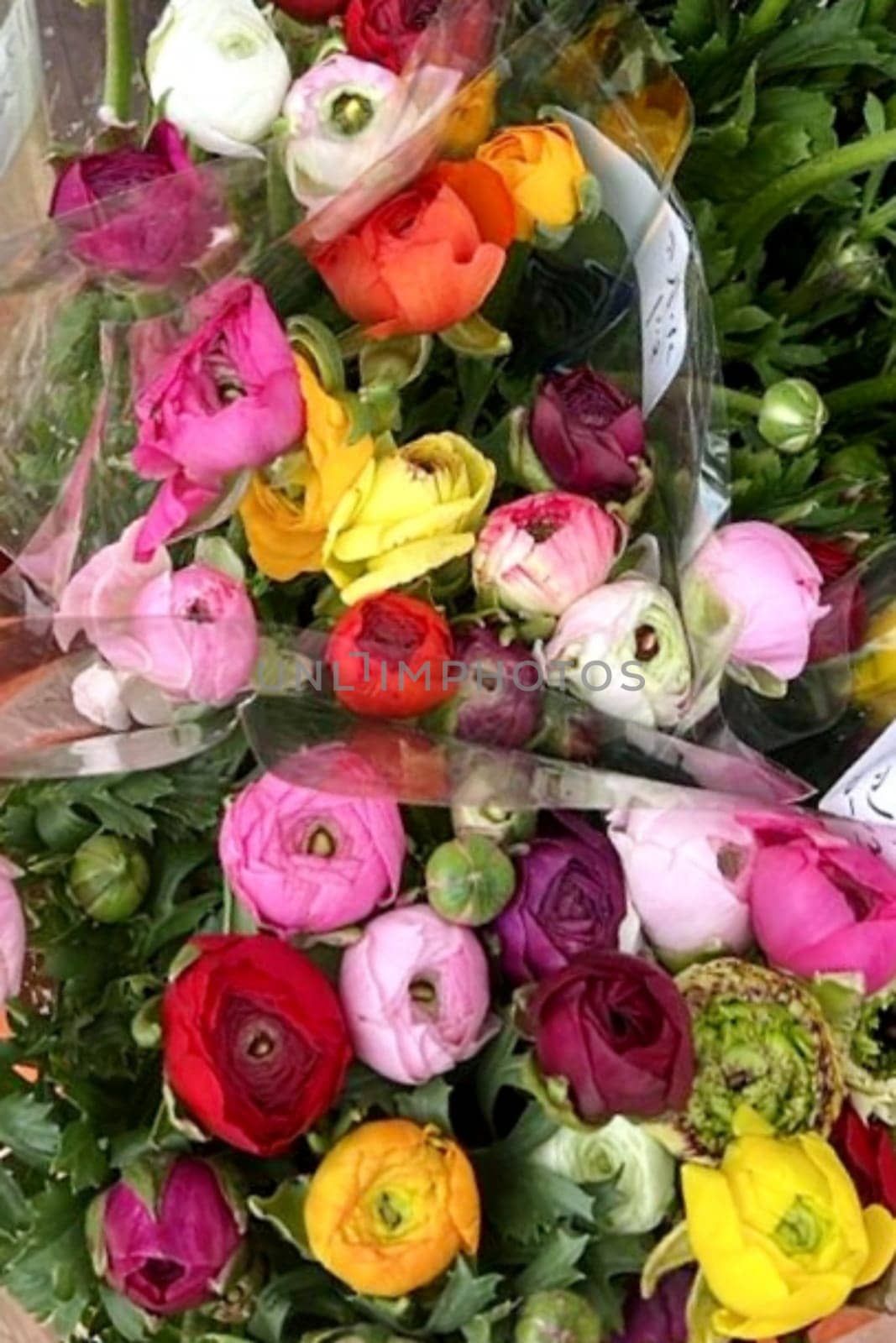 bouquet flowers multicolored roses cellophane gift plants petals women's day. High quality photo