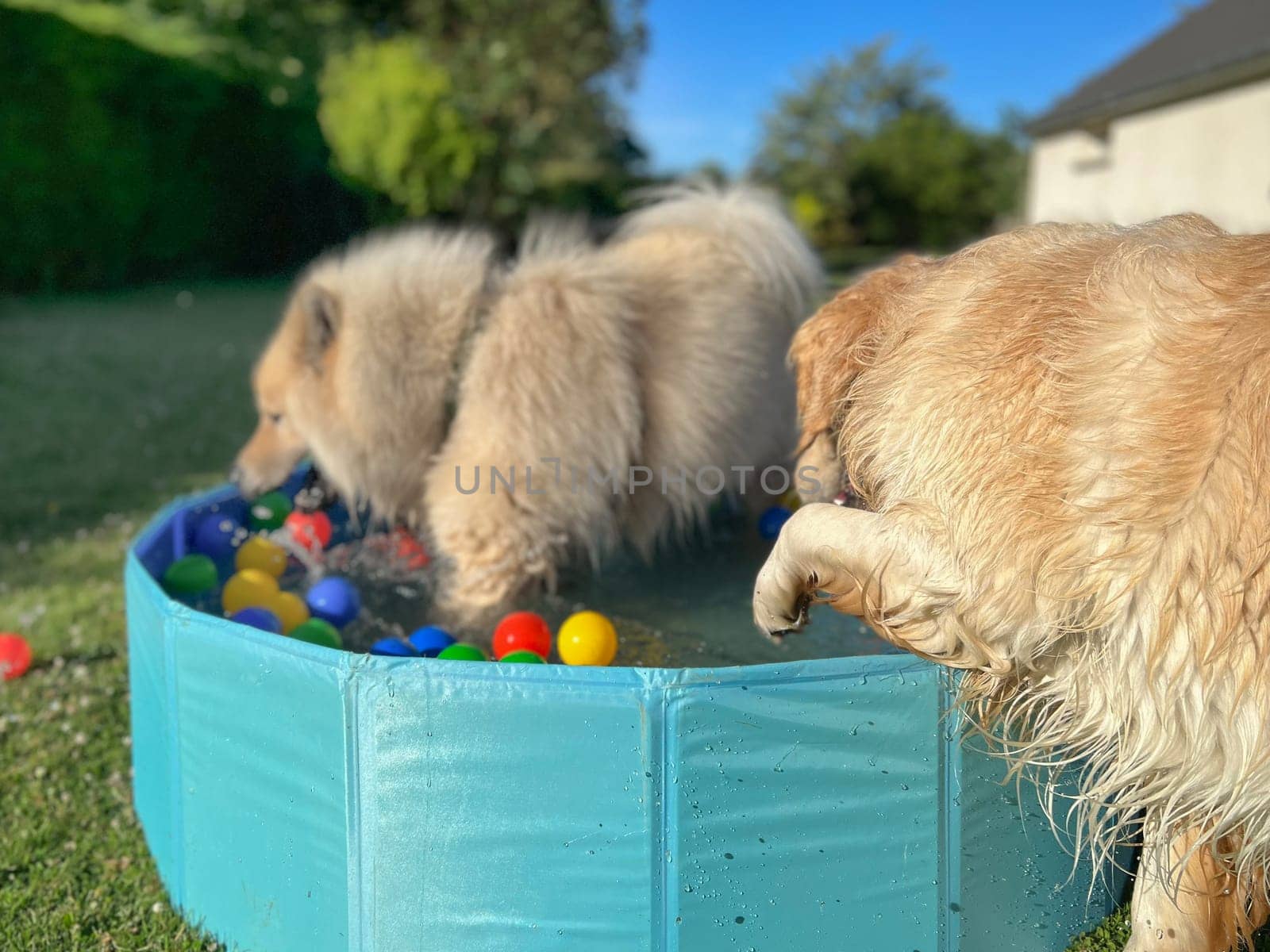 The labrador et eurasier playing in a pool with balls in a garden