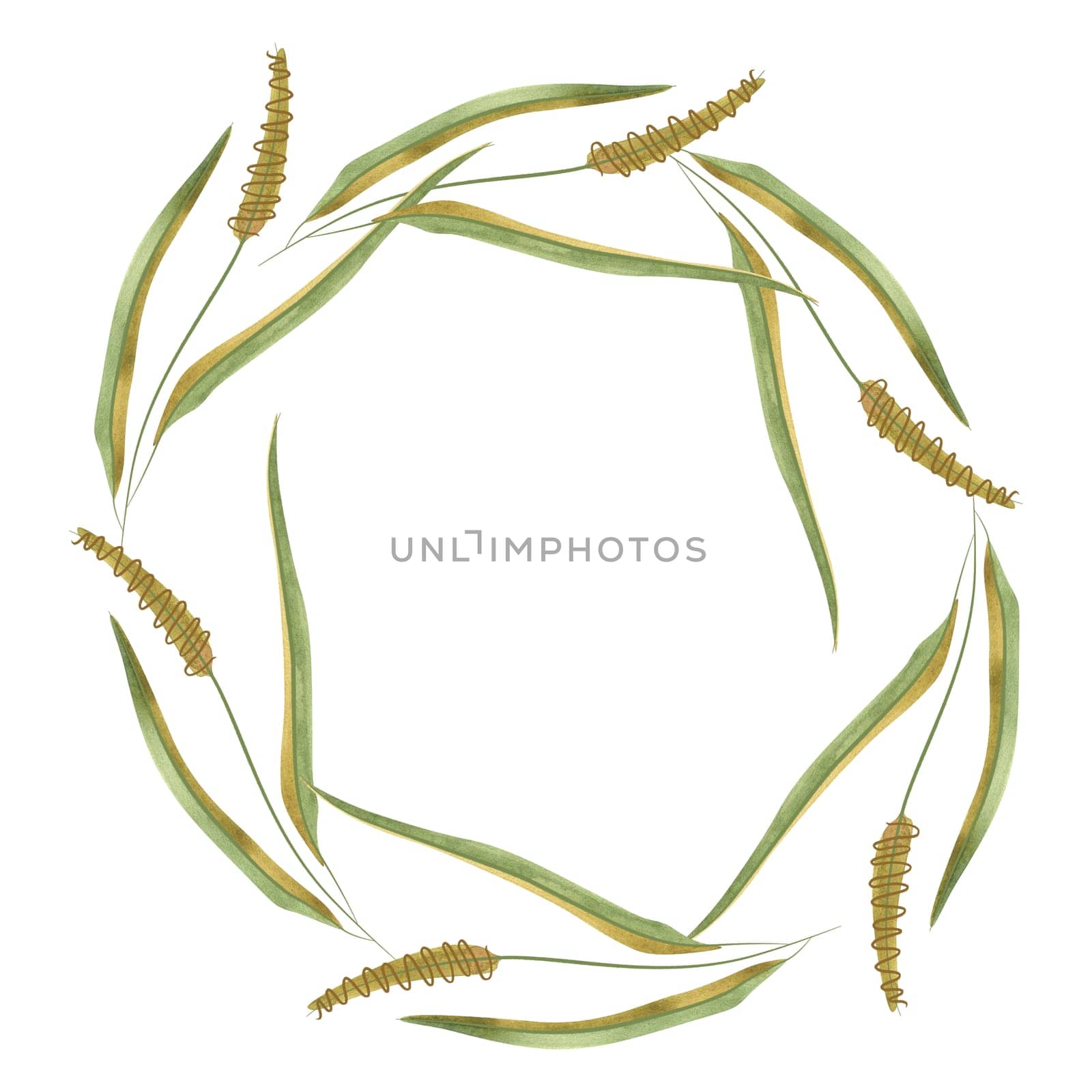 Wreath of wild grasses, cereals, ears and leaves. Decor for graphic design, printing and packaging. Isolated hand-drawn watercolor illustration