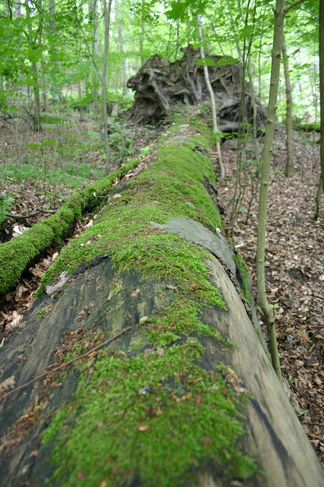 Fallen Giant