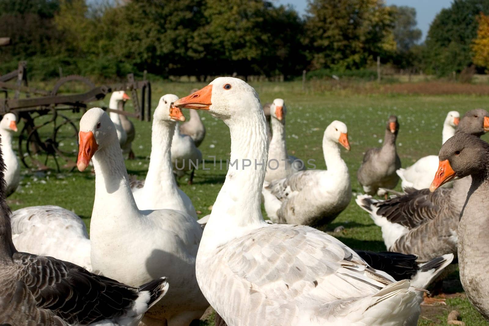 Geese 03