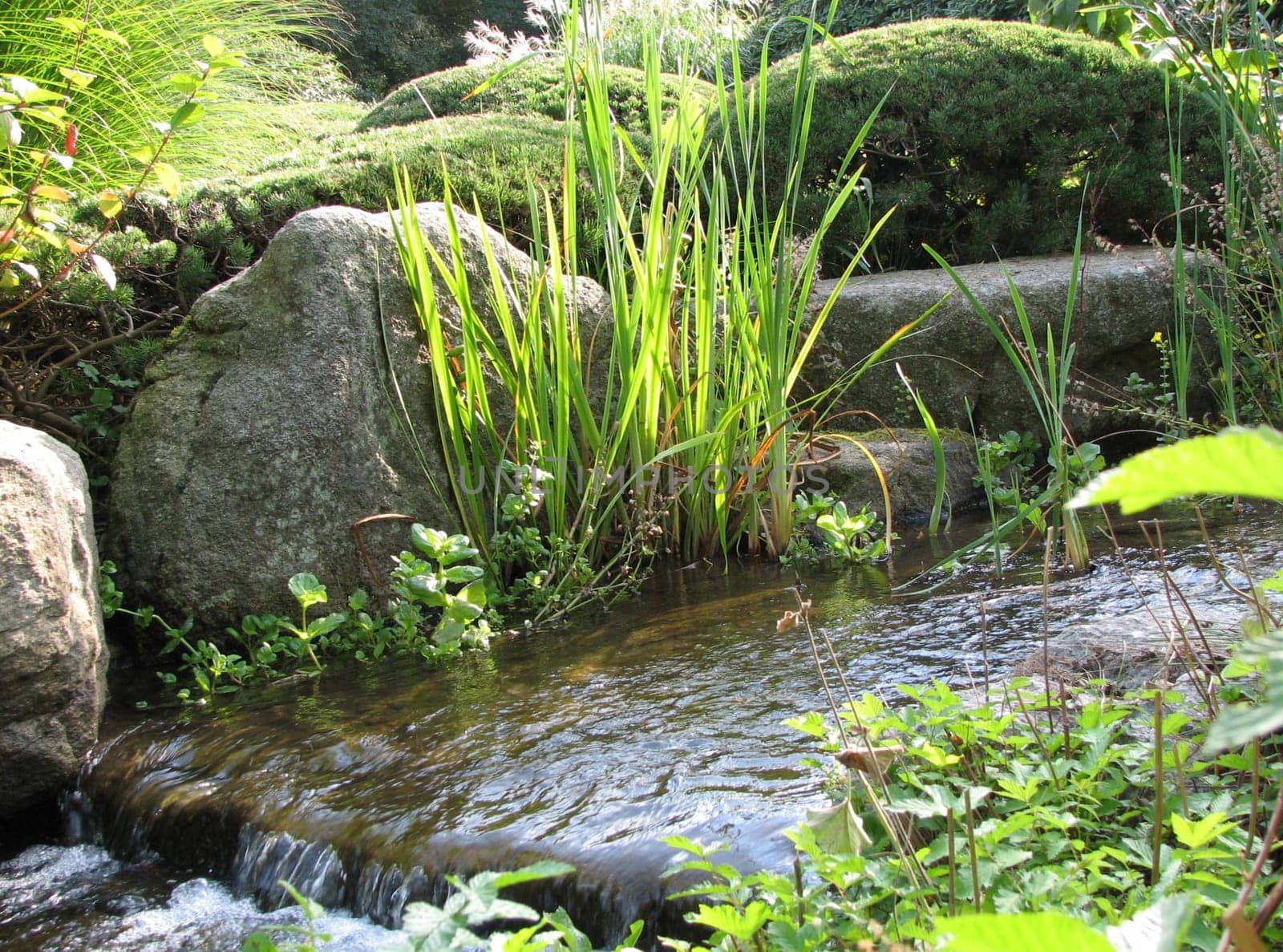 Small Planten and Blomen series. Taken at the Japanese Garden in Planten and Blomen.