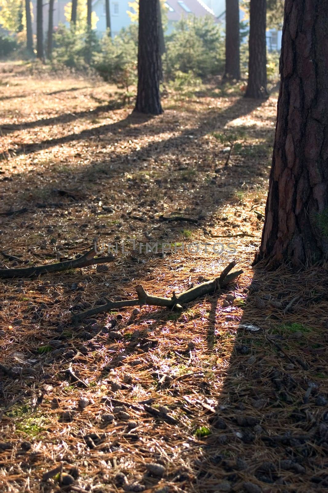 Backlit forest 02