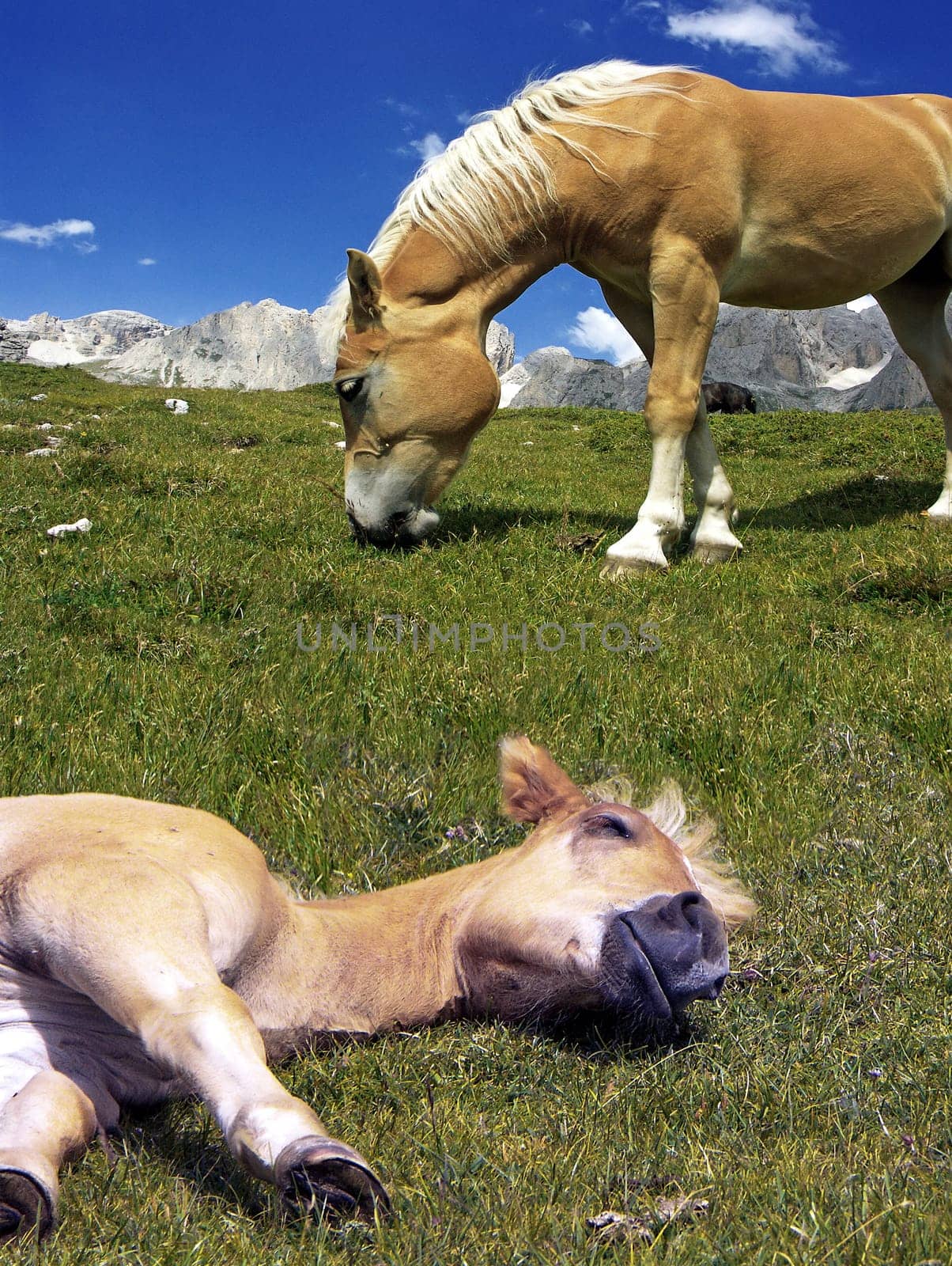 Horse sleep