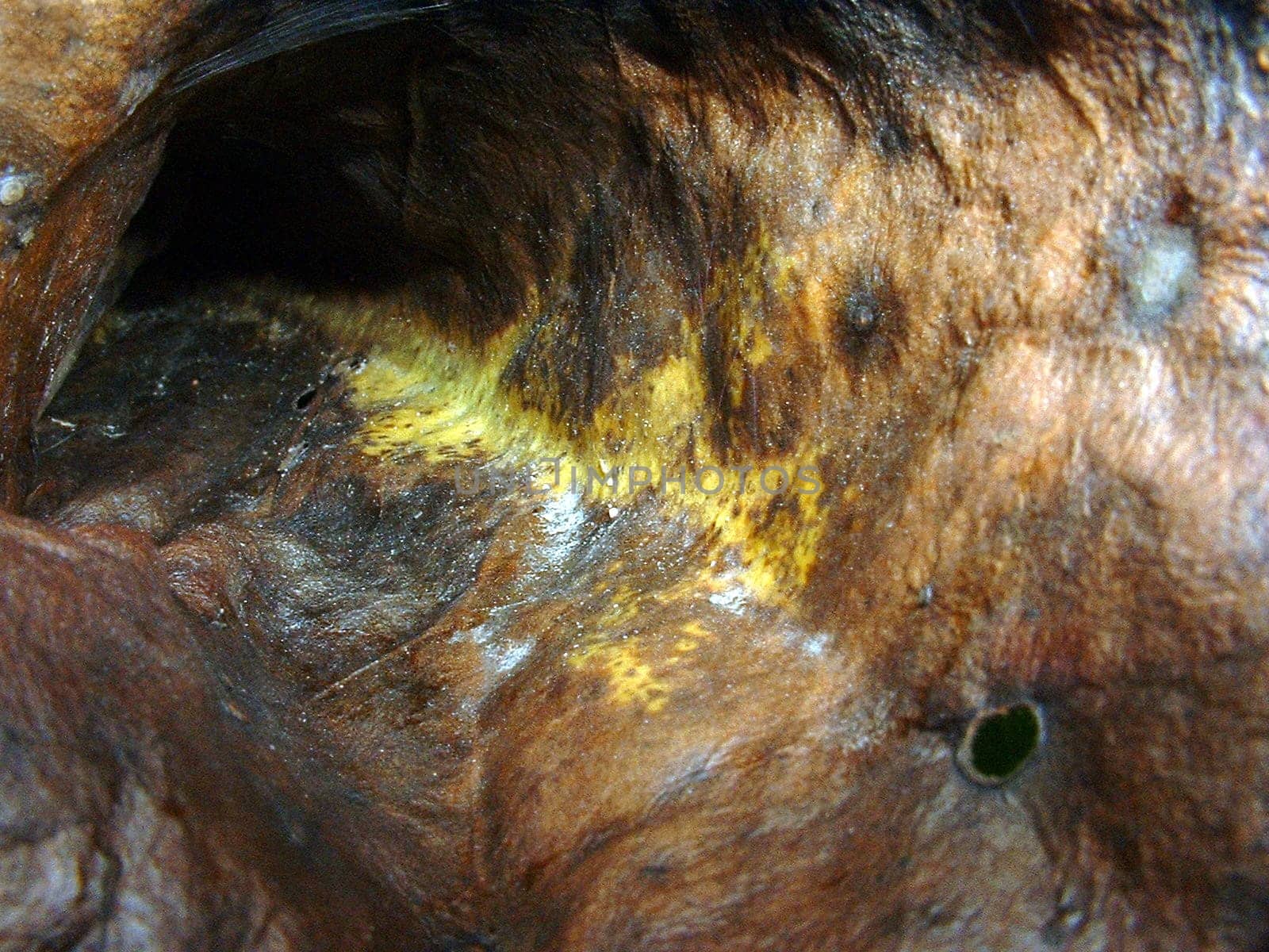 Macro shot in a rotten leaf that had curled up.