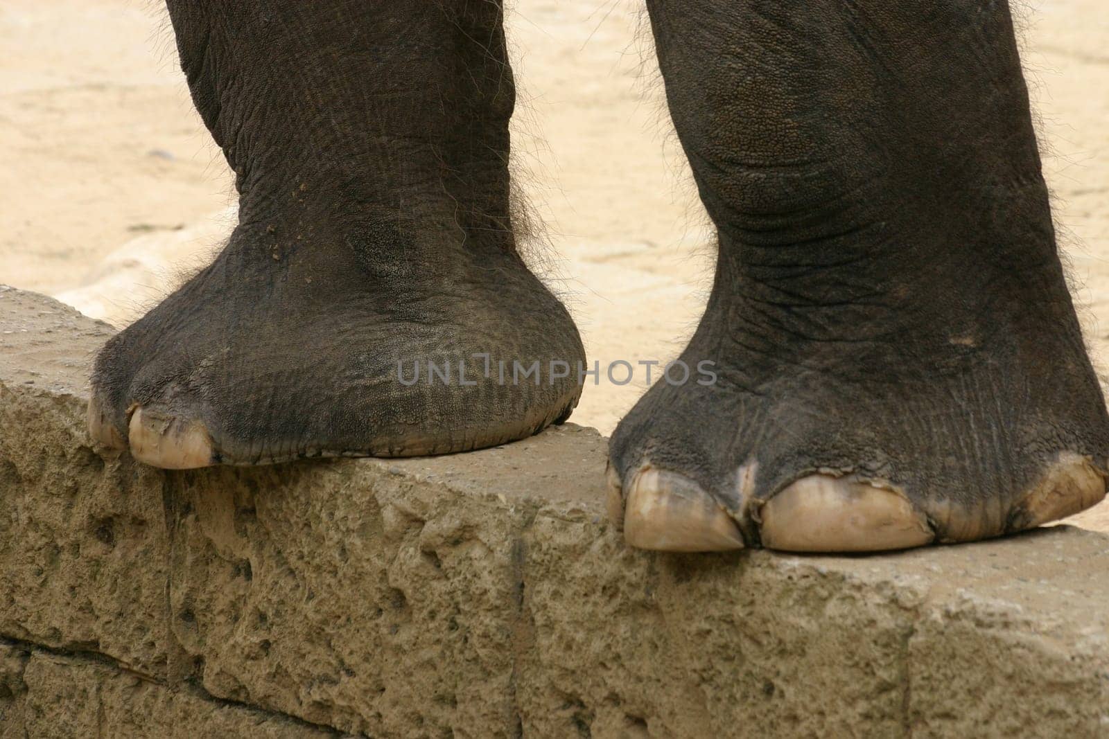 Elephant feet