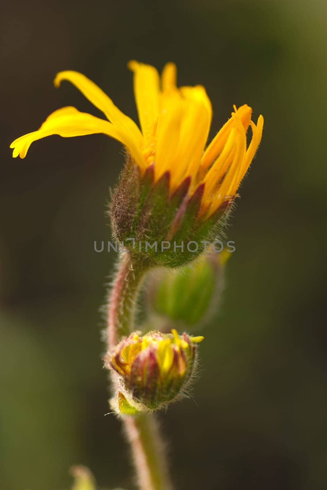 Arnica flower
