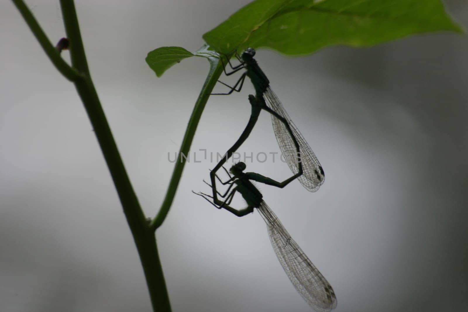 Dragonfly silhouette