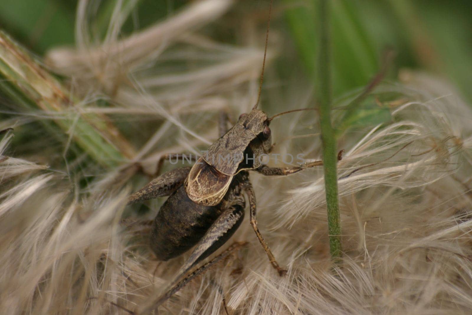 Grasshopper in the downy bed