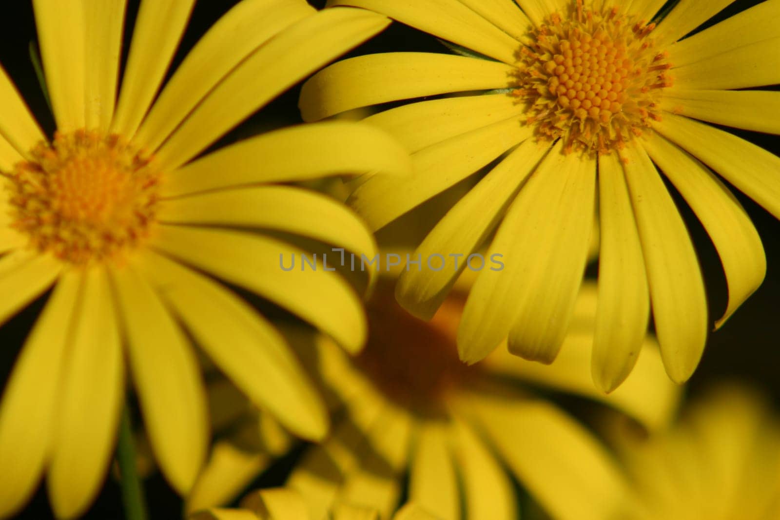 Yellow daisies