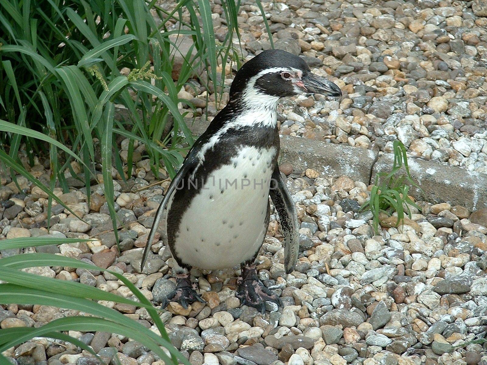 Humboldt Penguin