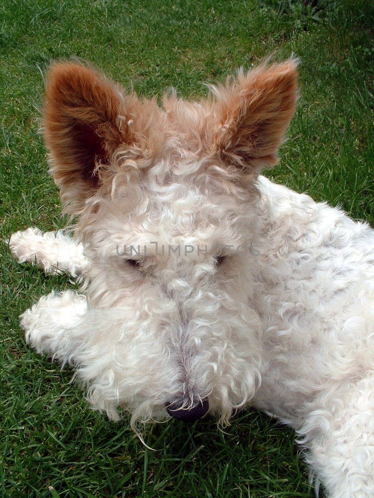 Fox terrier
