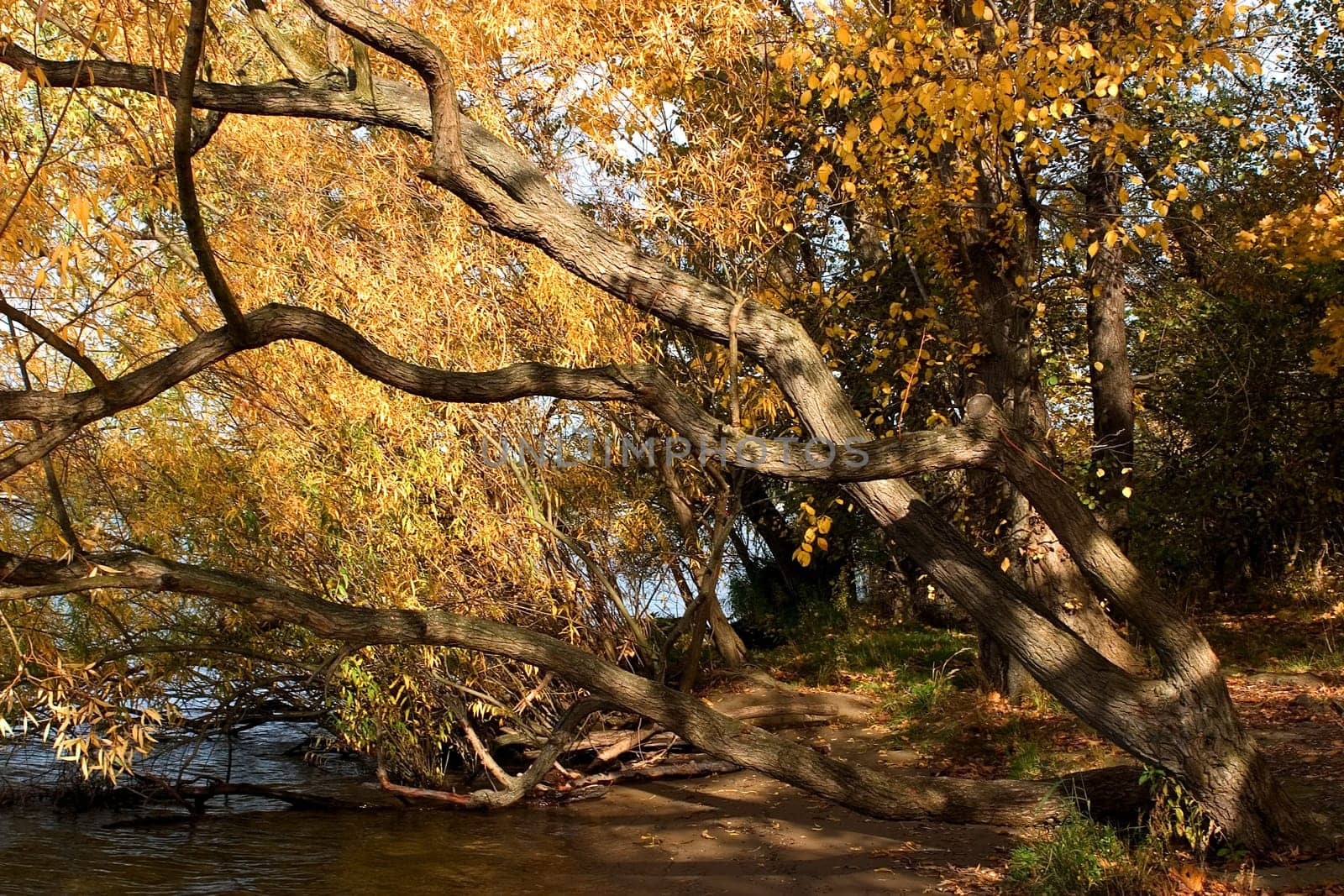 Tree by the water