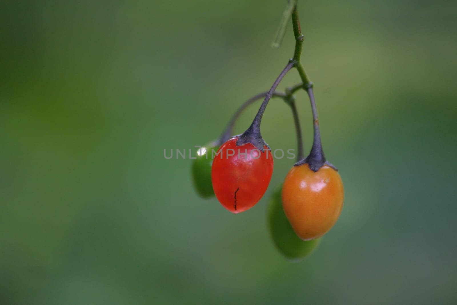 Color selection