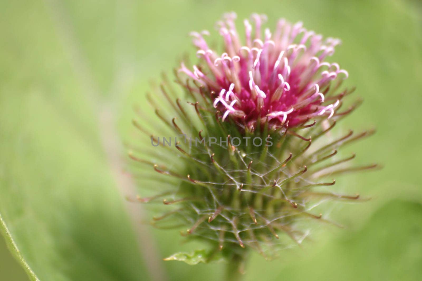 Thistle