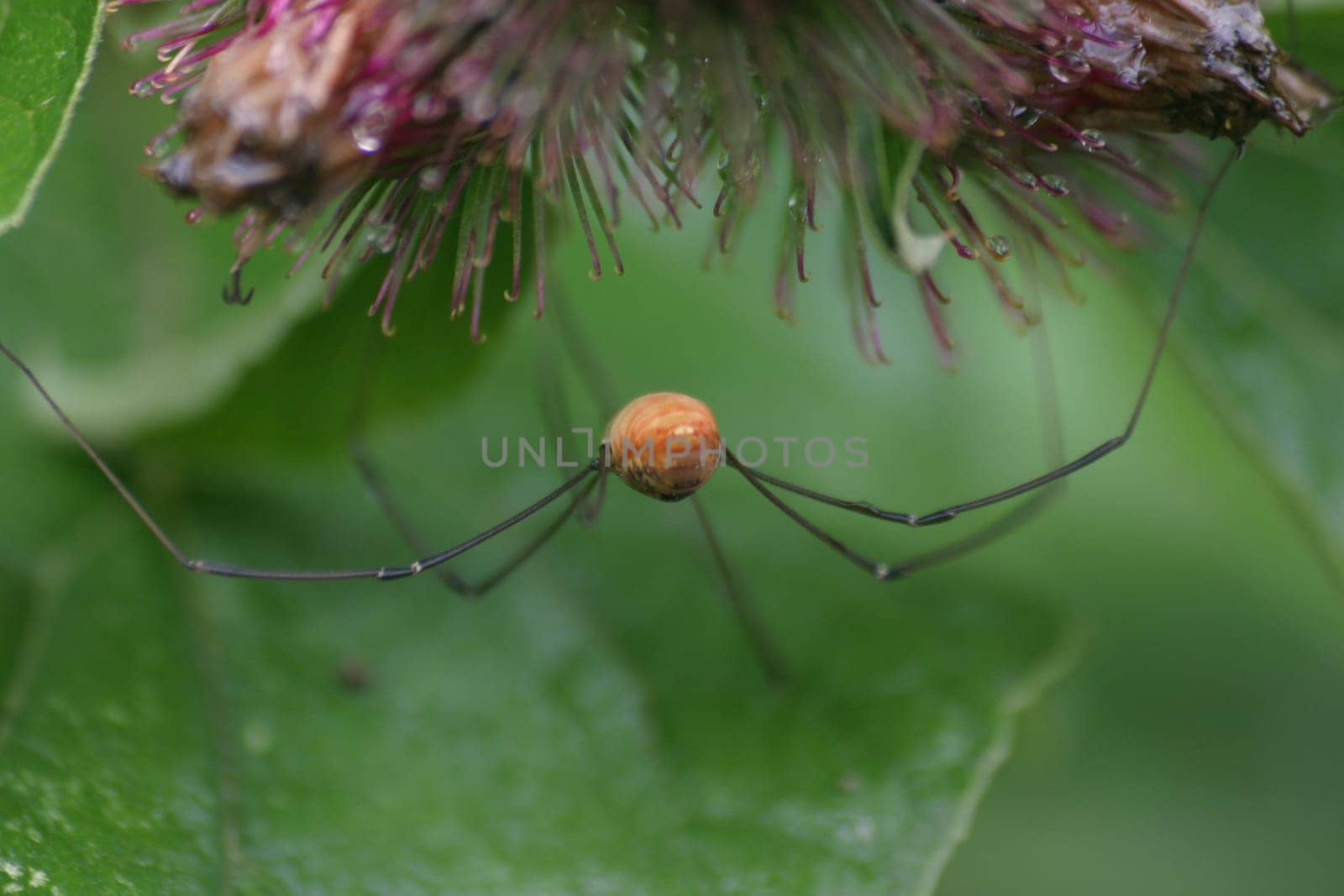 Harvestman