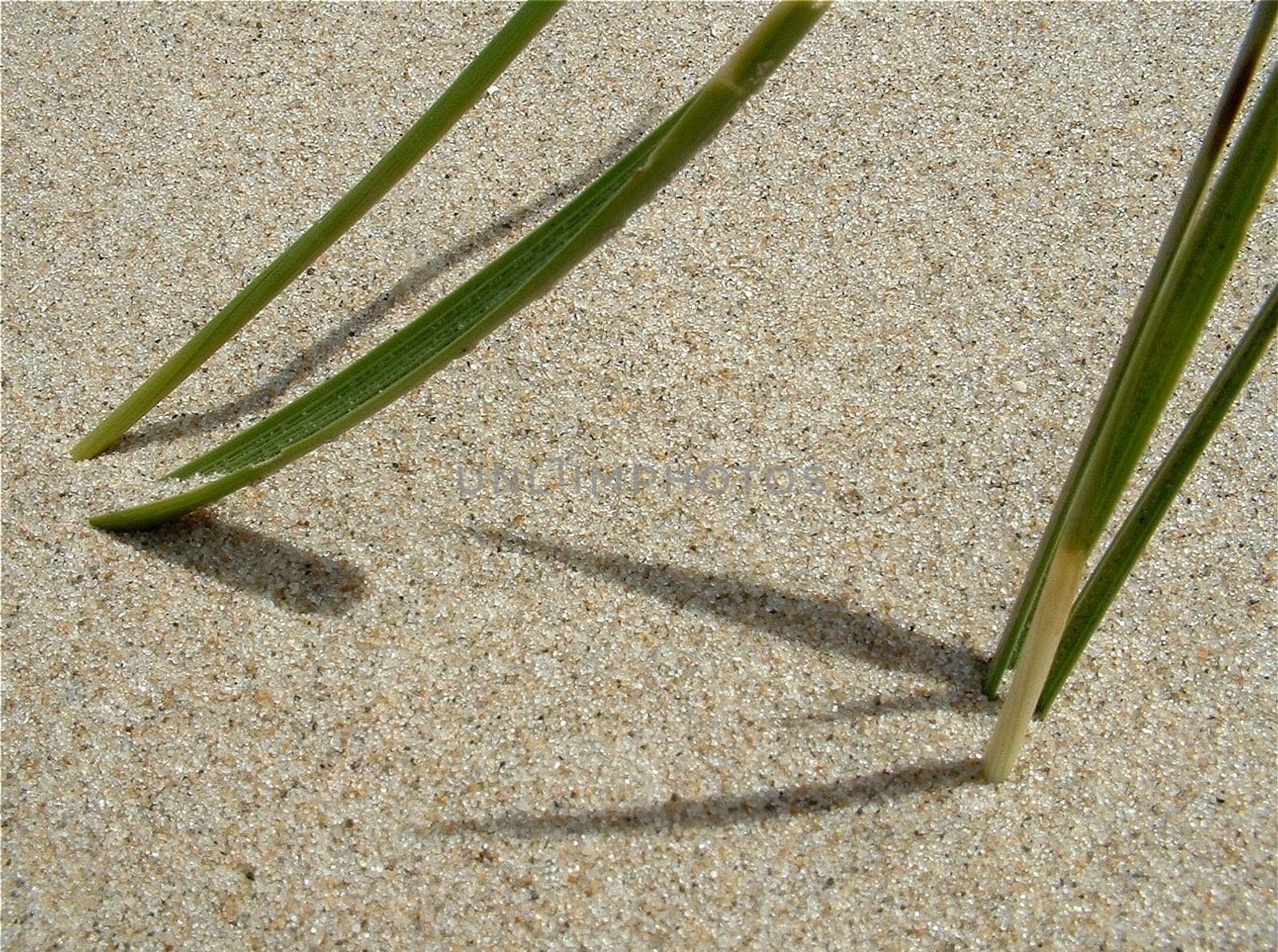 Counter-Shadow