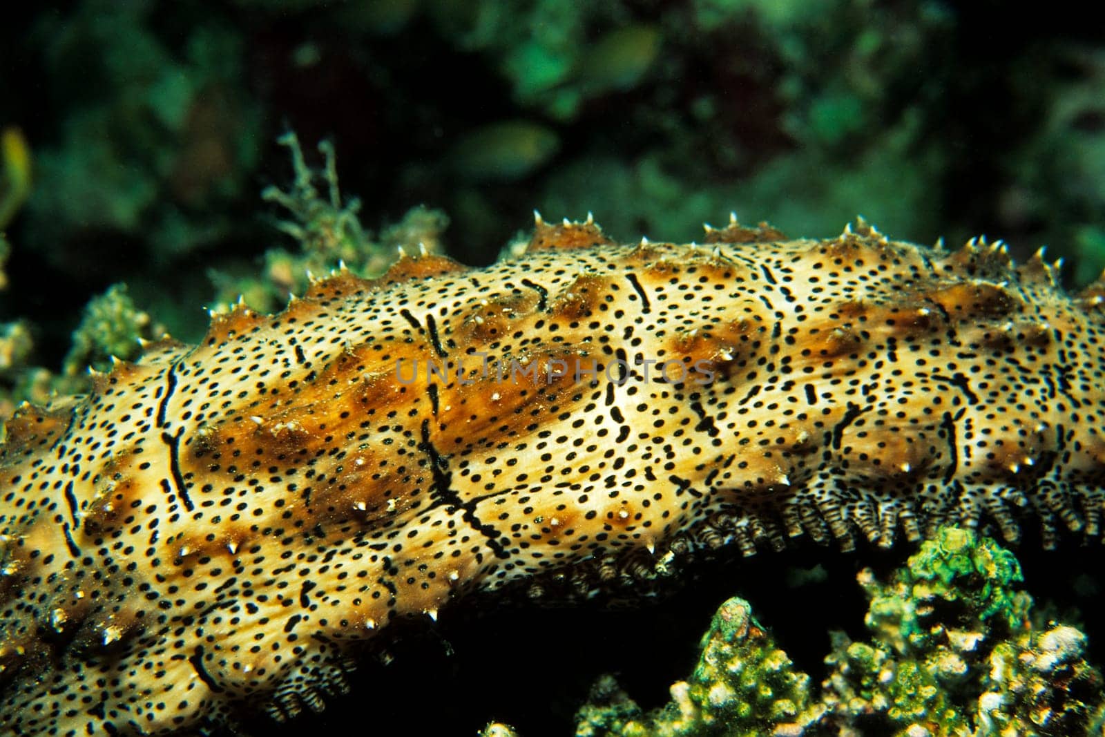 Sea cucumber