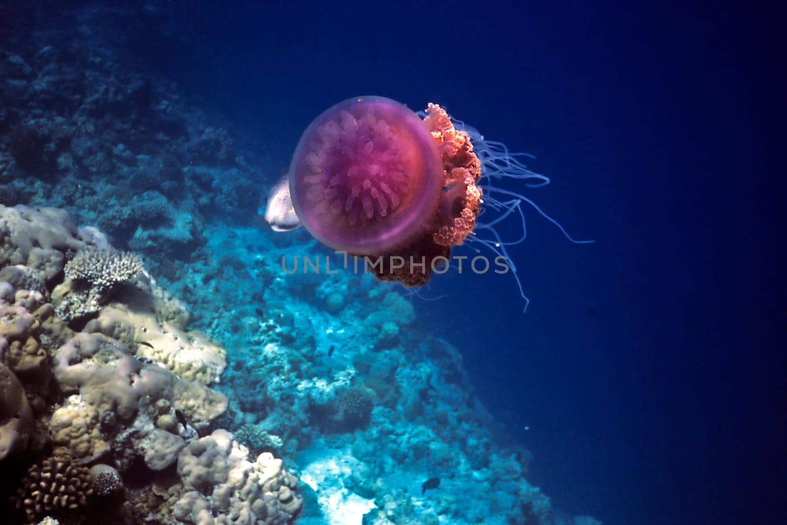 Root mouth jellyfish