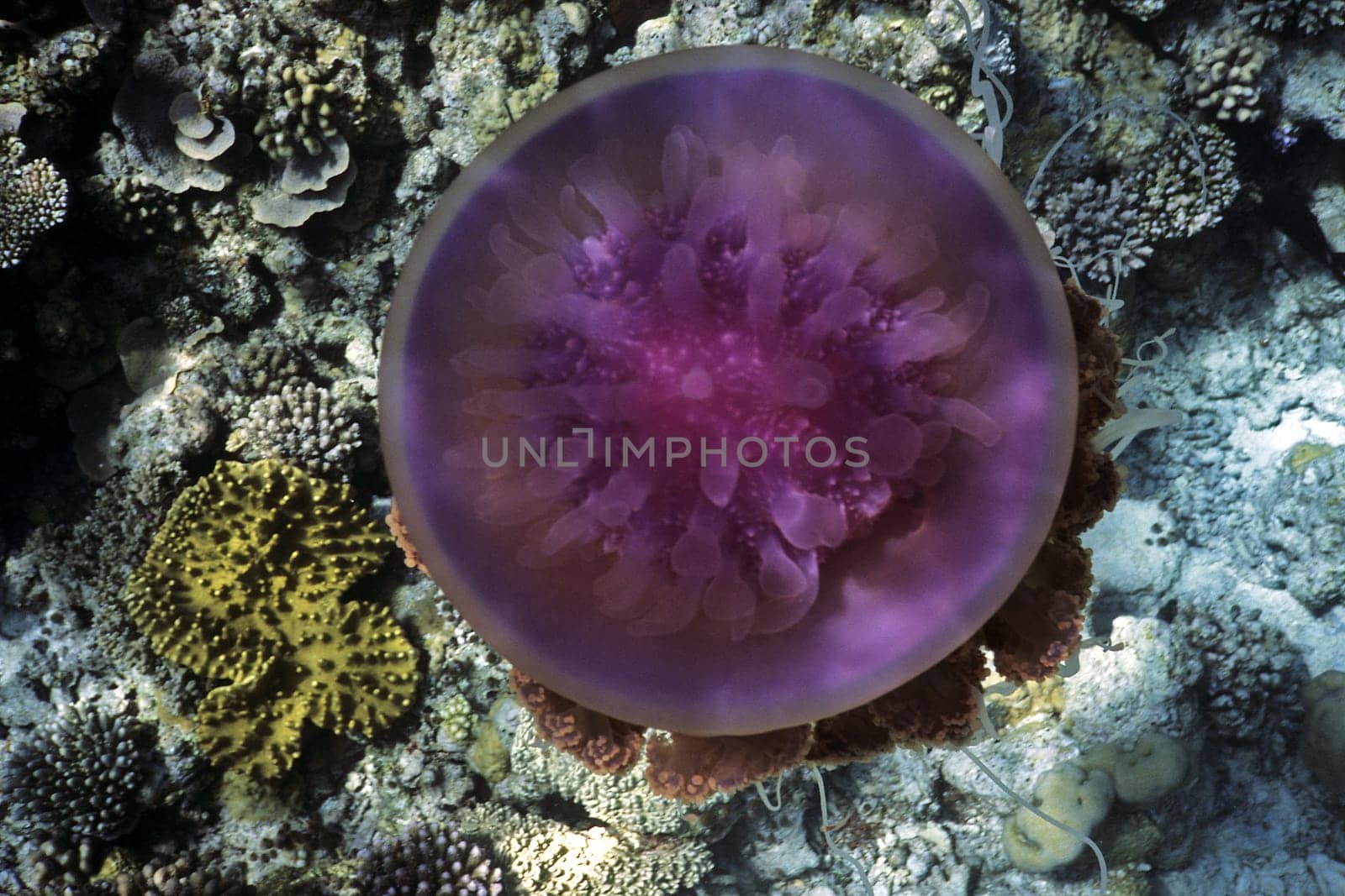 Root mouth jellyfish