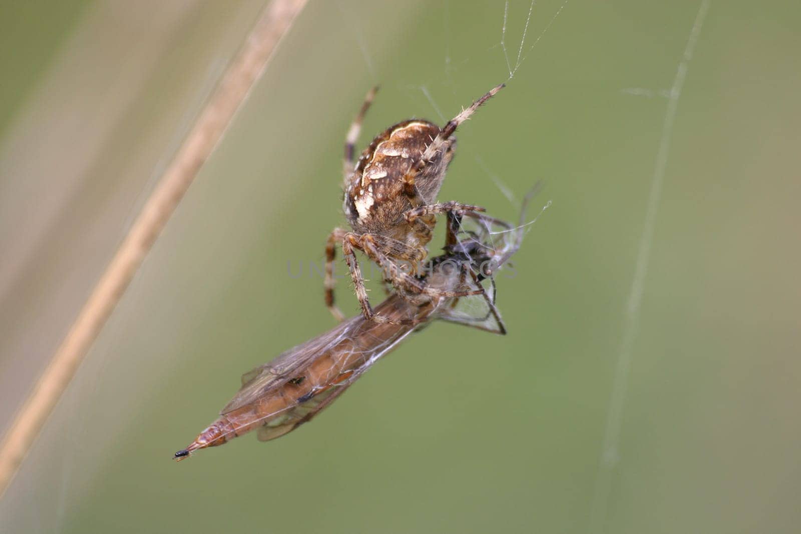 Cross spider with prey
