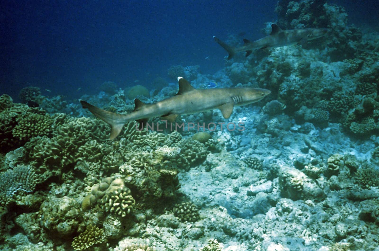 Whitetip reef shark