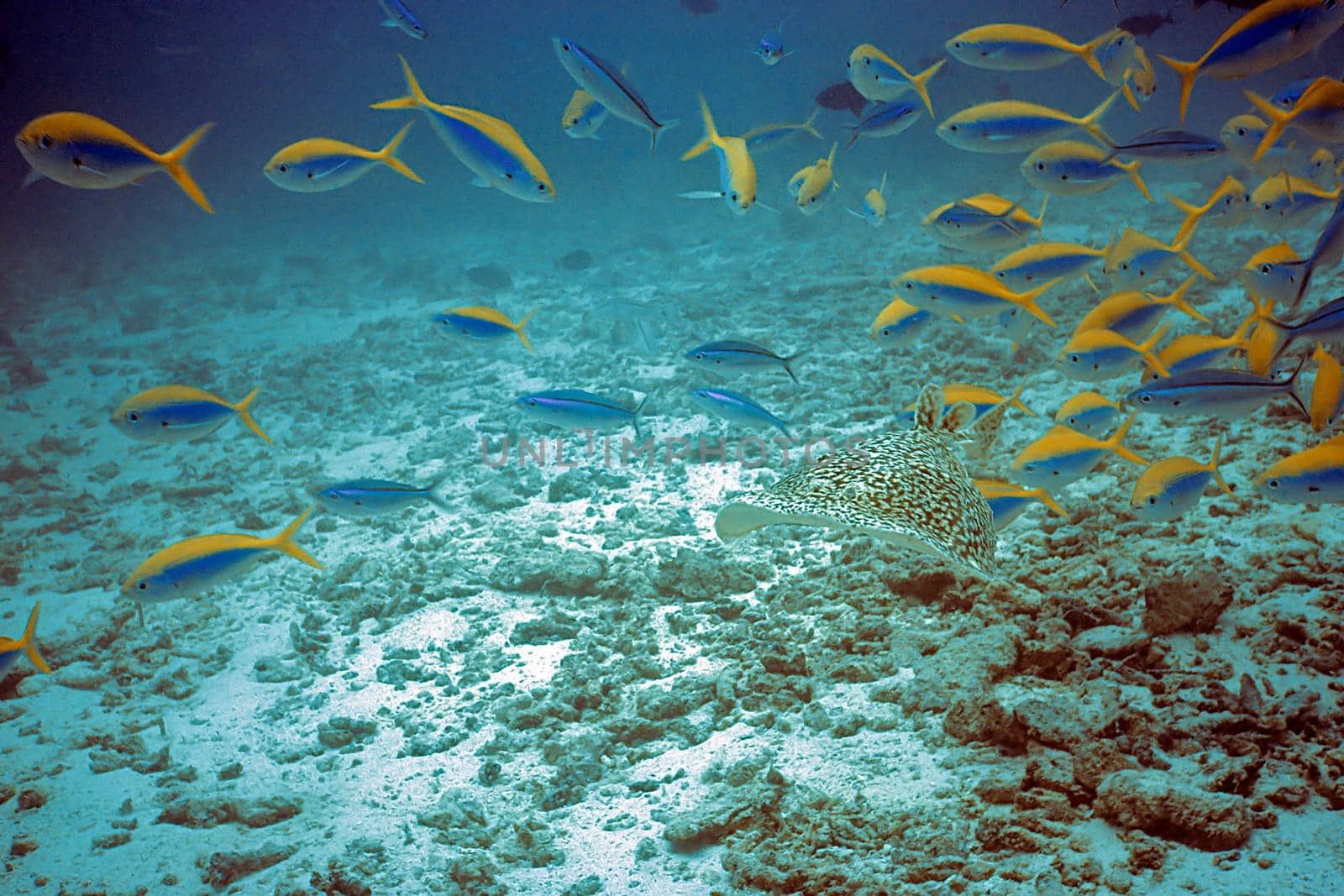 Polka dot stingrays and fusiliers