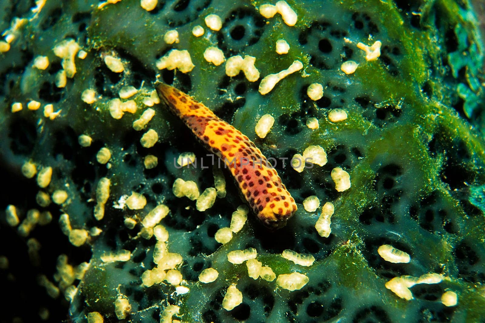 Here you can see the severed arm of a starfish on a hard coral. A completely new five-armed animal is formed from this arm. And the star that has lost this arm also forms a new arm.