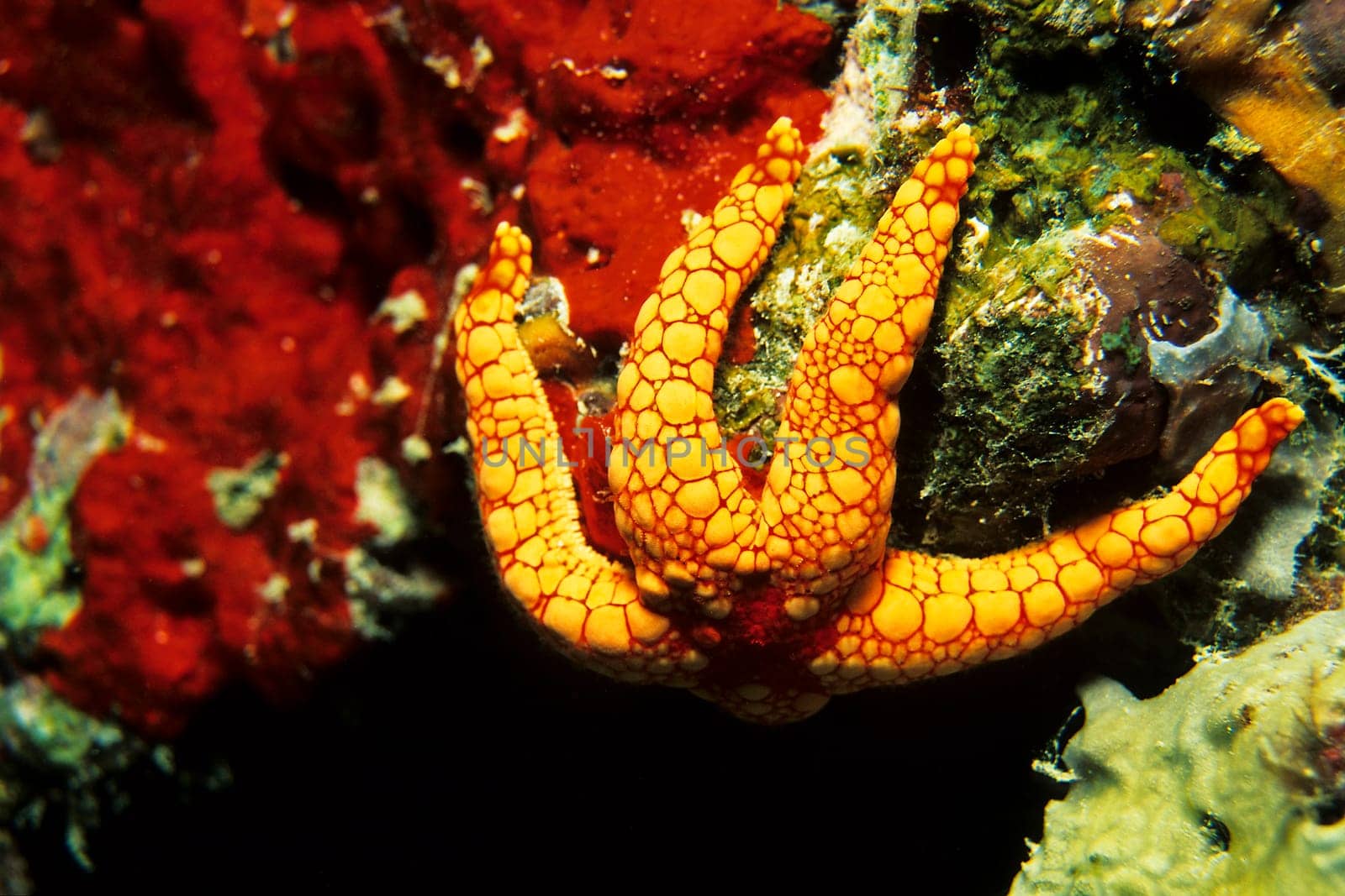 Pearl starfish