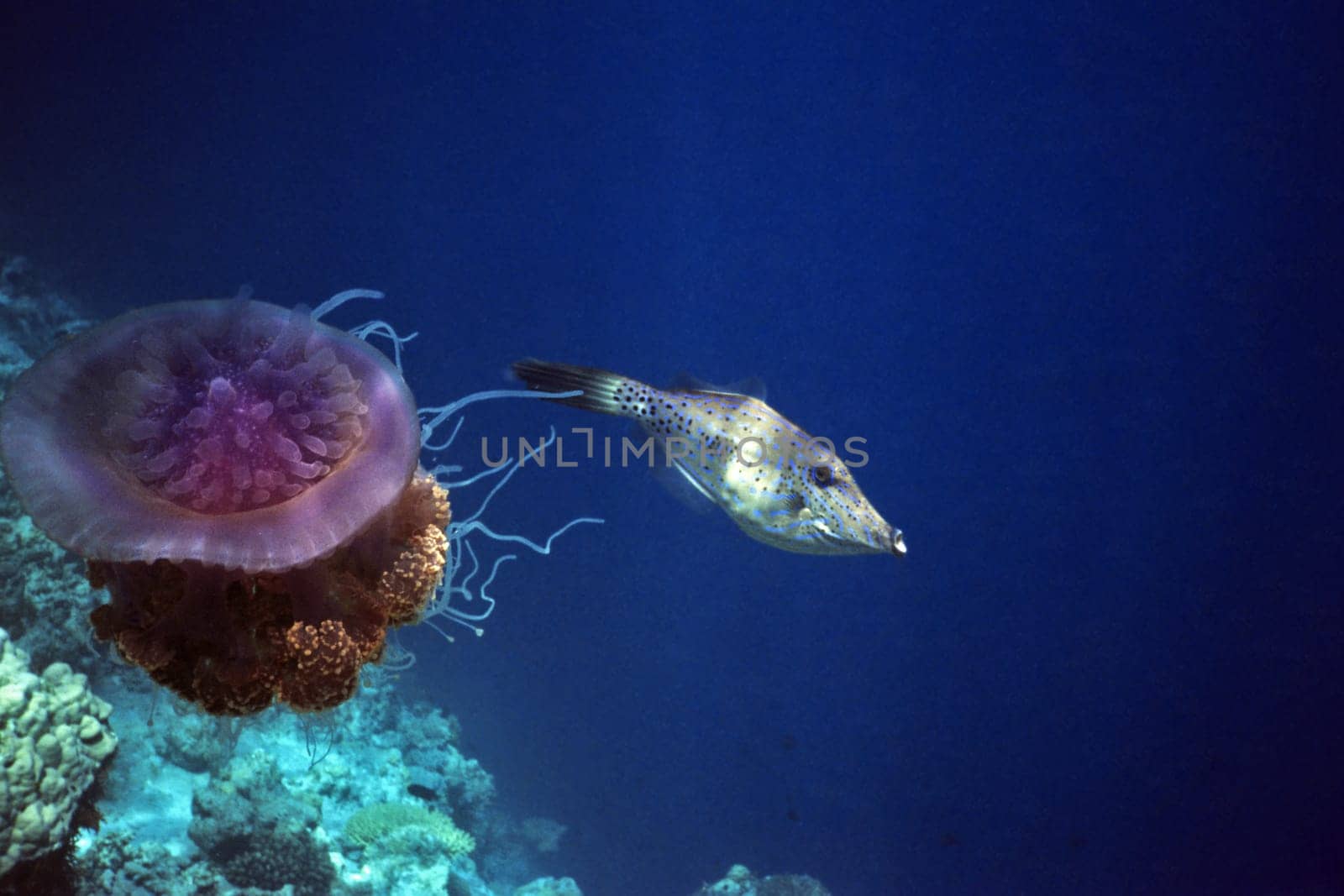 Root mouth jellyfish and font file fish