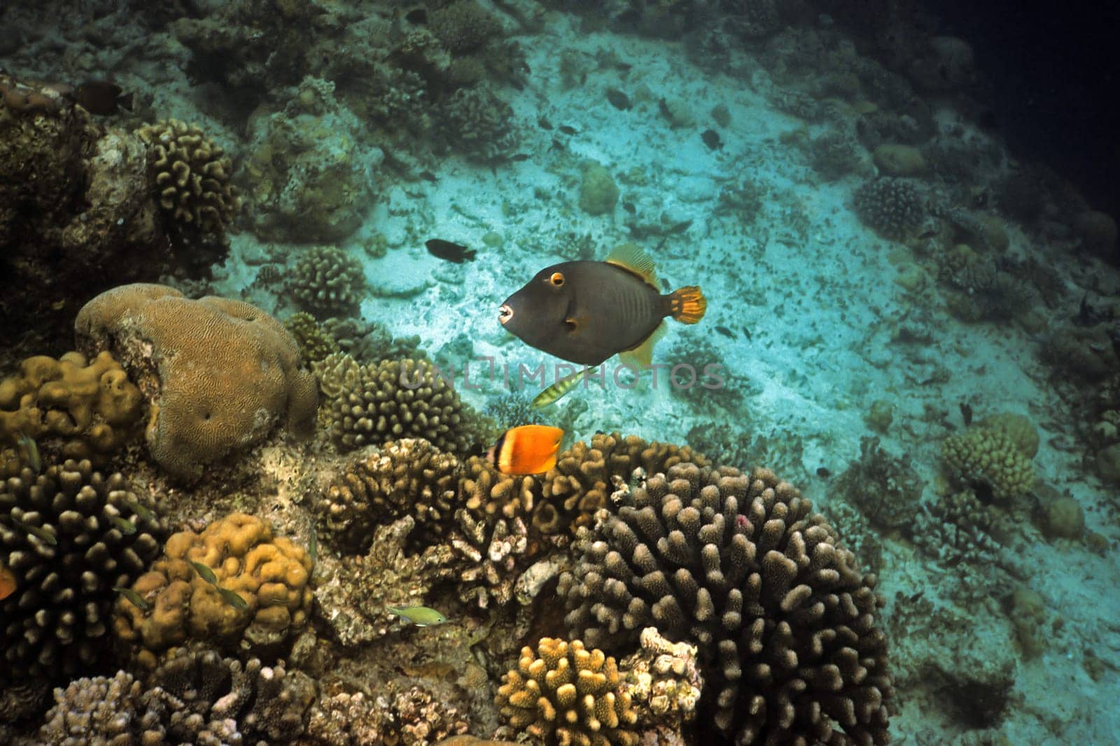 Triggerfish