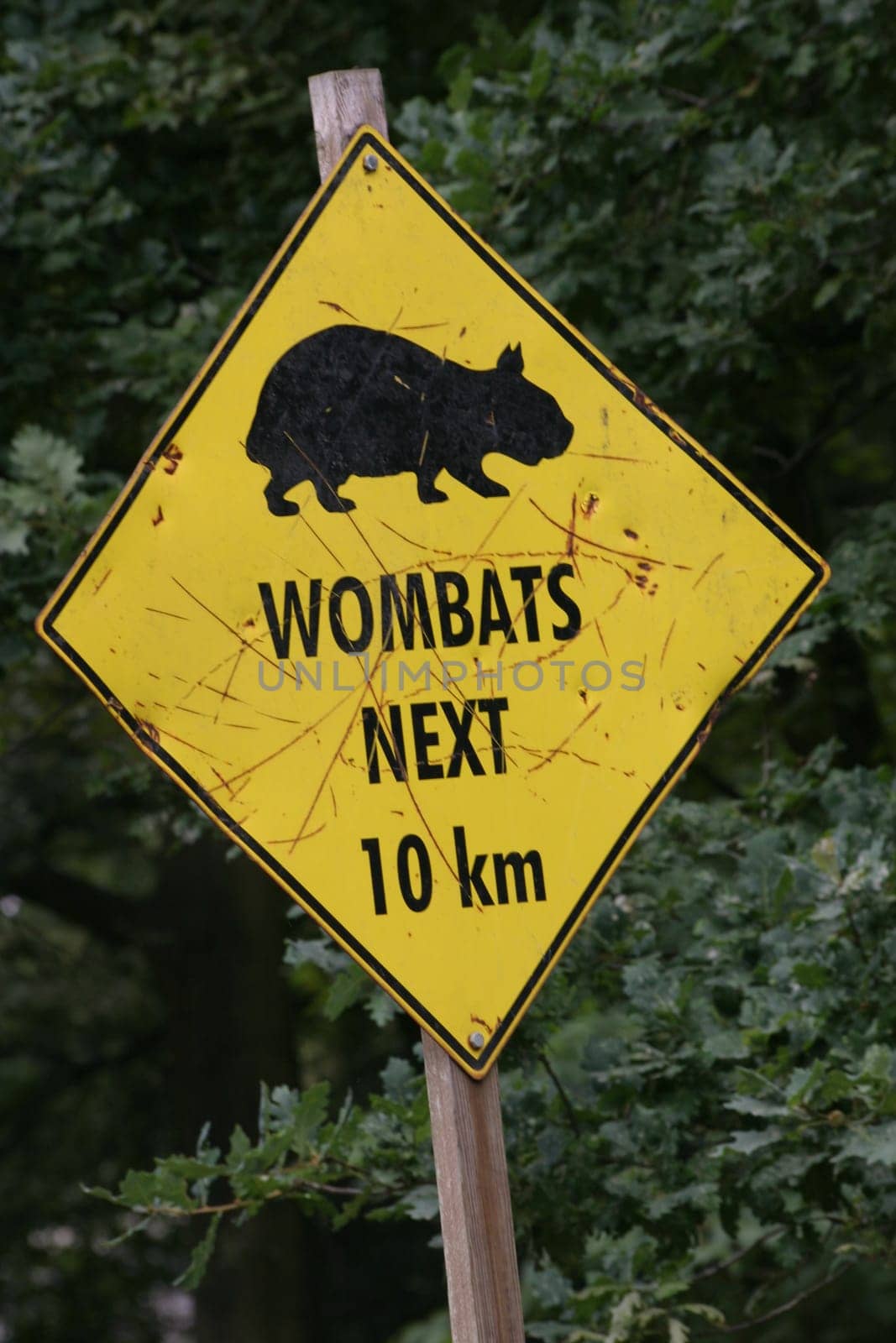Attention,Wombats