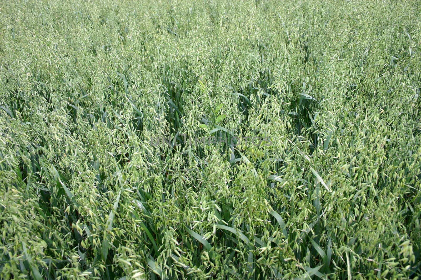 oat field