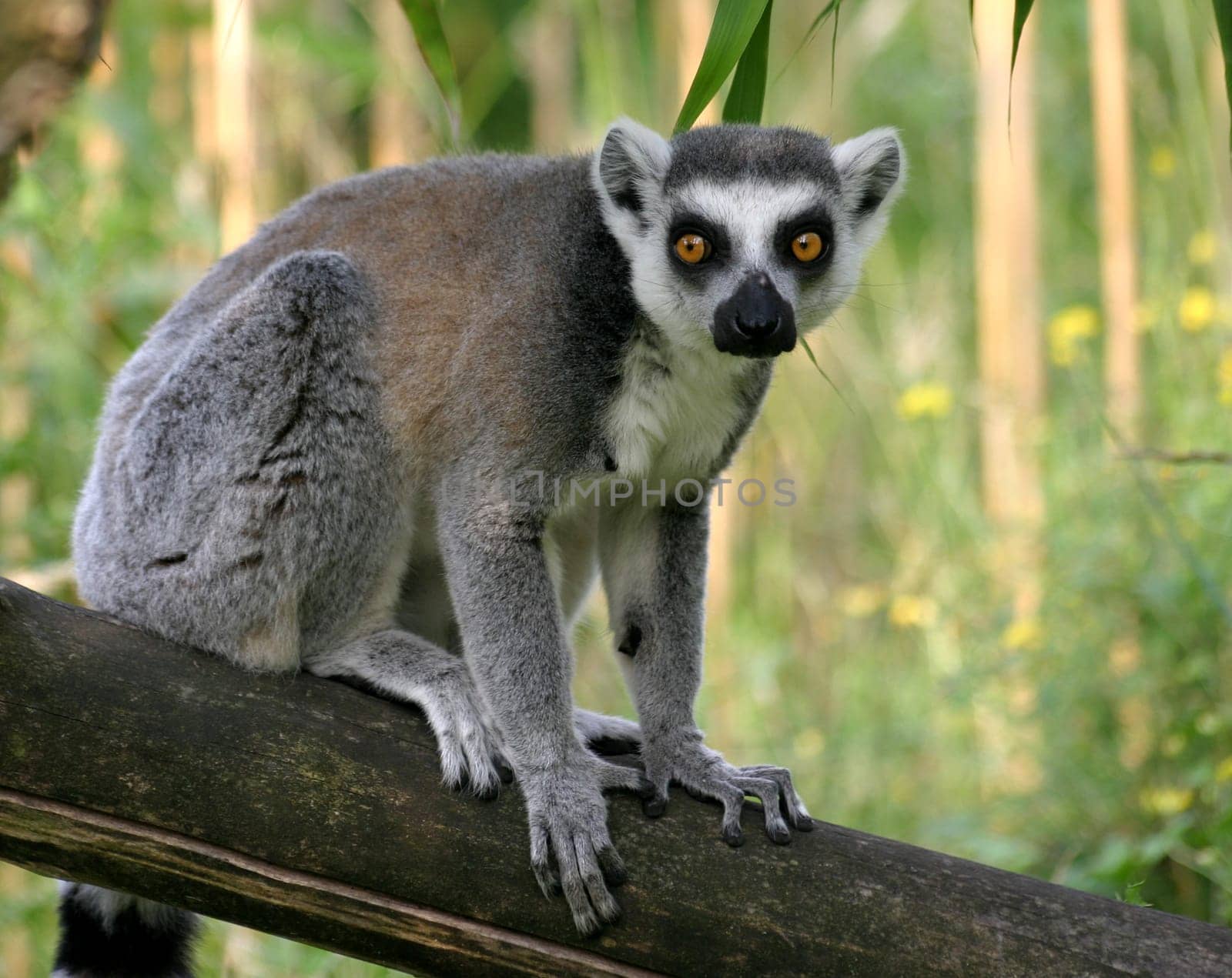 Ring-tailed lemur