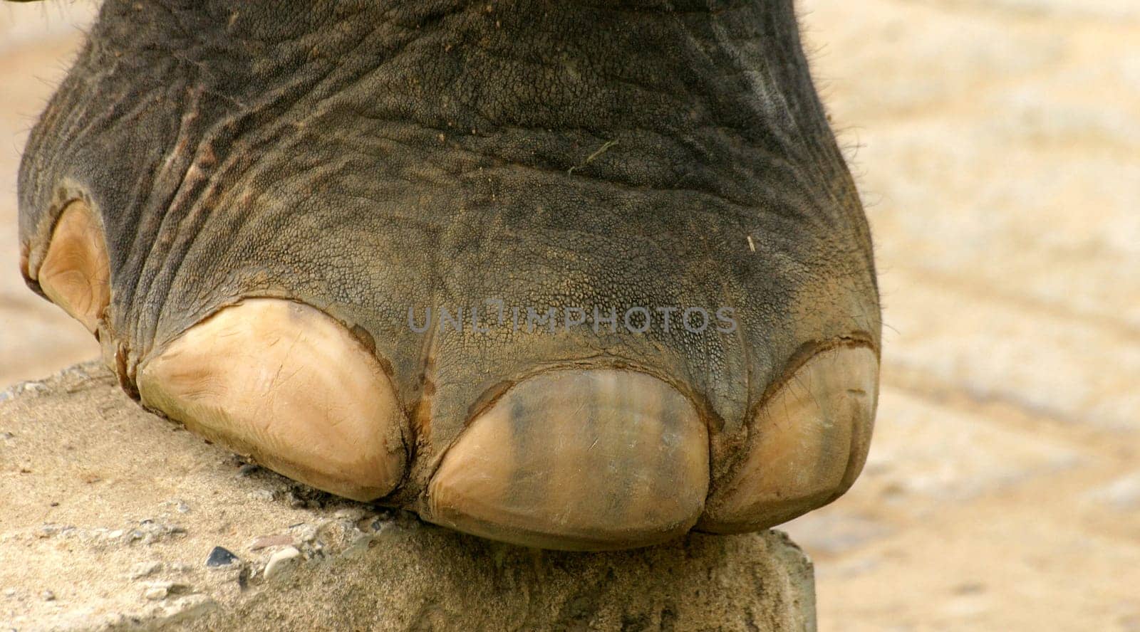 Pedicure please